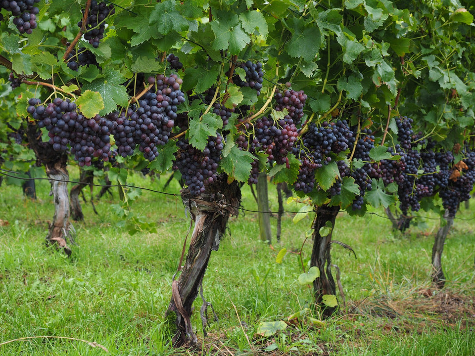 Il vino Aglianico: un tesoro campano