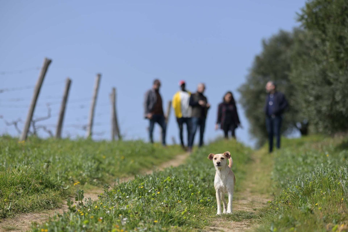 Le Quattro Volte