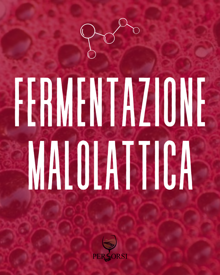 La fermentazione malolattica: cos'è, come avviene e perché conta nel vino