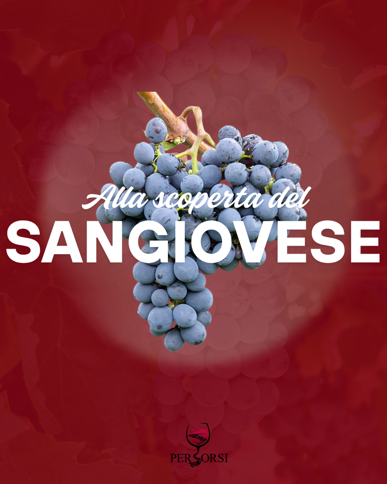 Alla scoperta del Sangiovese: l'anima del vino italiano
