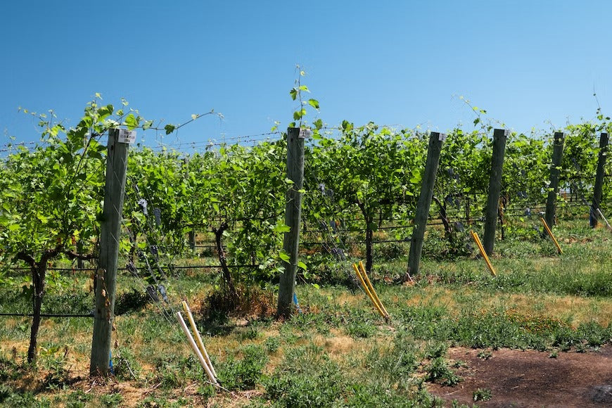 Perché la provenienza regionale è fondamentale per la produzione di vino