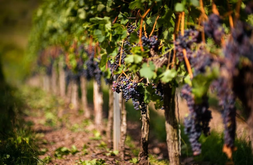 Viticoltura e ampelografia: cosa sono e perché sono importanti per gli amanti del vino