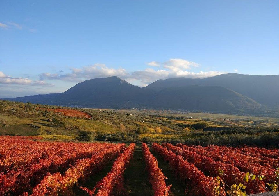 La Valle del Sannio: una storia vinicola