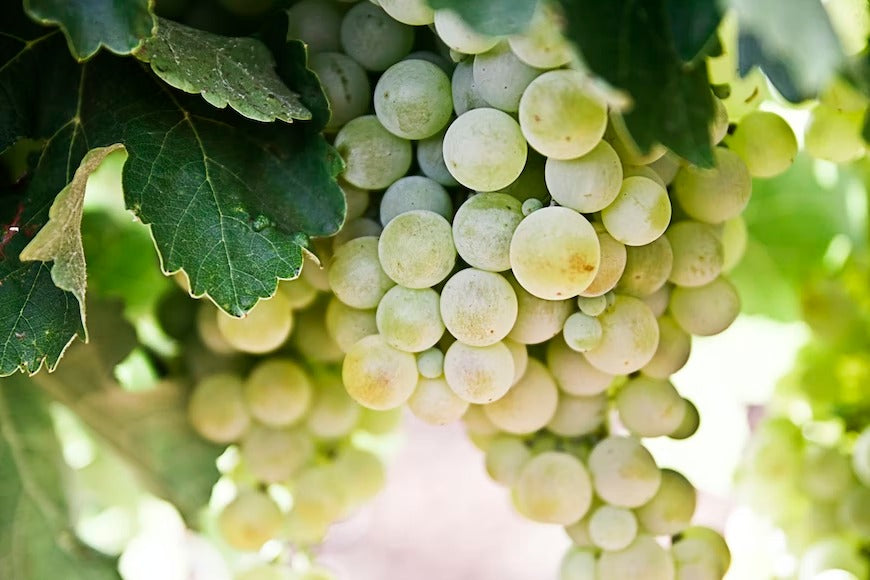 Falanghina: la delicatezza del vino bianco del Taburno